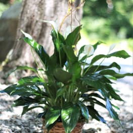Potted peace lily plant with glossy green leaves and white blooms in a woven basket