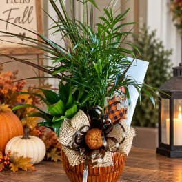 Potted green plant arrangement in a ribbed amber container with a fall ribbon