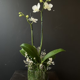 White orchid arrangement in a glass vase with moss