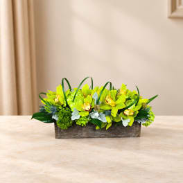 Low rectangular arrangement of lime green orchids in a wooden container
