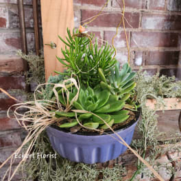 Potted succulent arrangement in a blue ceramic container