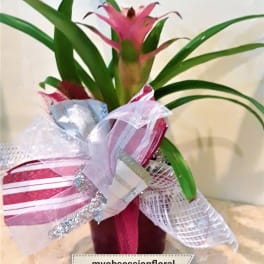 Pink bromeliad in a decorative wrapped pot