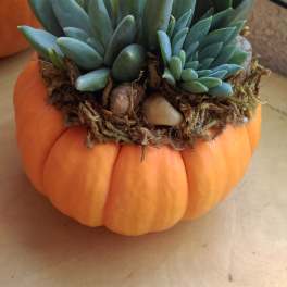 Fall Succulents