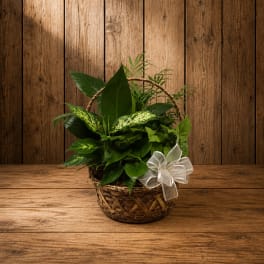 Green potted plant in a woven basket with a white ribbon bow