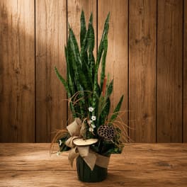 Tall snake plant arrangement in a dark pot with burlap ribbon and small white flowers