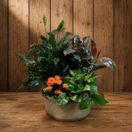 Potted green plant arrangement with small orange flowers in a round container