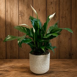Potted peace lily plant with white blooms in a textured white ceramic pot