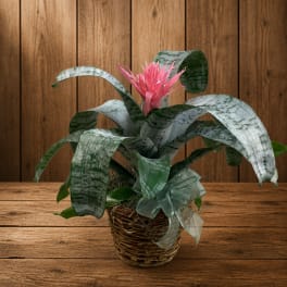 Potted bromeliad with pink bloom in a woven basket