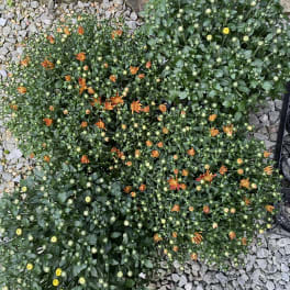 Potted chrysanthemum plants with orange and yellow blooms on gravel