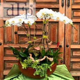 White orchid arrangement in a brown bowl with assorted succulents