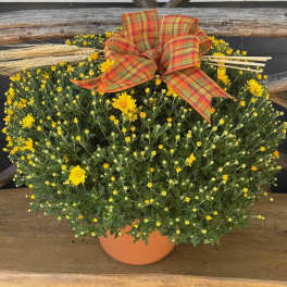 Autumn Hardy Mum Plant