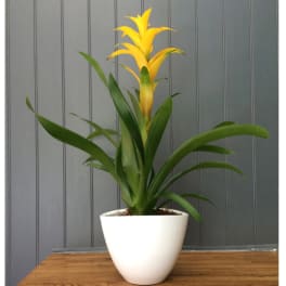 Bright Bromeliad (Small)