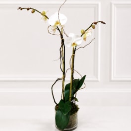 White orchids in a clear glass vase with dark green leaves