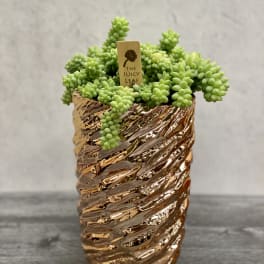 Potted succulent in a textured copper-colored container