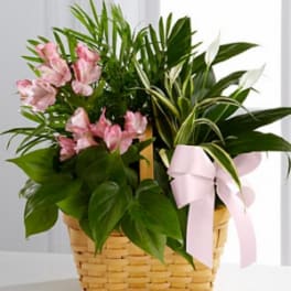 The FTD® Living Spirit™ Dishgarden