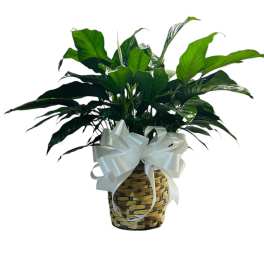 Potted green houseplant in a woven basket with a white ribbon bow