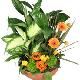 Tropical plant arrangement with orange daisies in a copper bowl