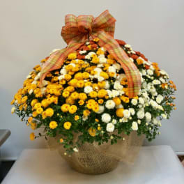 Outdoor Porch Mums