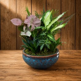 Mixed potted houseplants in a blue ceramic bowl