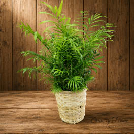 Potted green palm plant in a woven basket