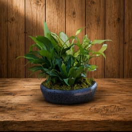 Potted green houseplant in a blue ceramic bowl