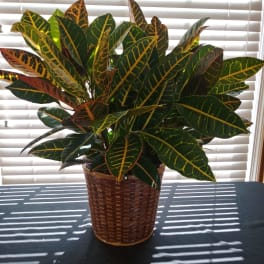 Potted croton plant with variegated green, yellow, and red leaves in a woven basket