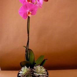 Pink orchid in a bowl planter with two succulents