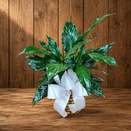Potted green plant in a wicker basket with a white ribbon