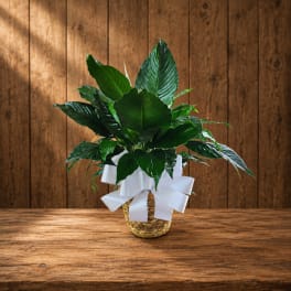 Potted green plant in a woven basket with a white ribbon bow