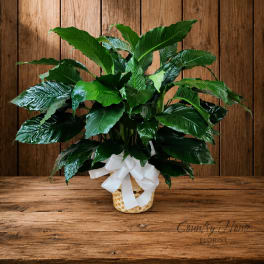 Potted green houseplant in a woven basket with a white ribbon