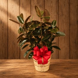 Potted rubber plant in a woven basket with a red bow
