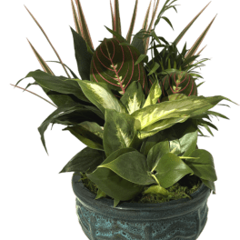Mixed potted houseplants in a ceramic planter