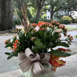 Potted succulent arrangement with orange flowers and a ribbon bow