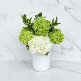 White and green hydrangeas arranged in a white vase