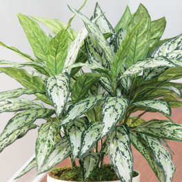 Silver Queen Plant