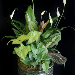 Potted arrangement of white peace lilies and assorted green foliage in a ceramic container