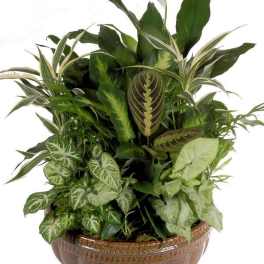 Mixed green houseplants in a brown ceramic bowl planter