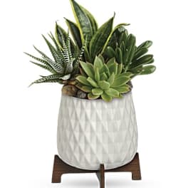 Teleflora's Modern Mood Succulent Gardent