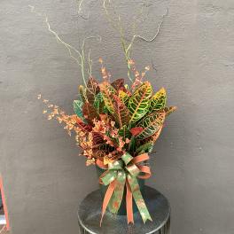 Croton