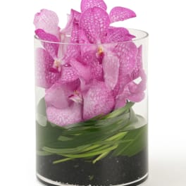 Vanda Jewel