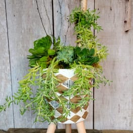 Succulent Love