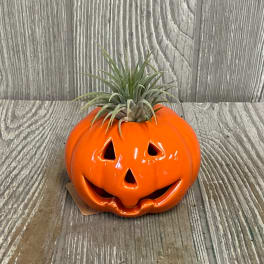 Orange jack-o'-lantern planter with a small air plant on top