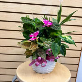 Potted foliage arrangement with two pink butterfly decorations in a white basket planter