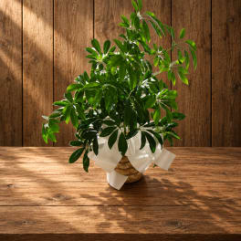 Potted green houseplant in a wicker basket with a white bow