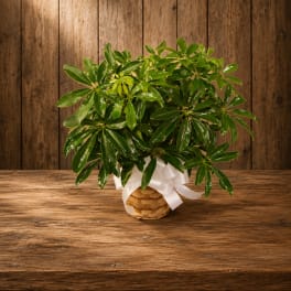 Potted green plant in a woven basket with a white ribbon