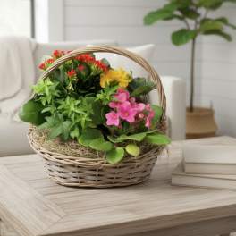 Blooming Plant Basket (containers and colors vary)
