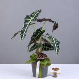 Potted alocasia plant with dark patterned leaves in a decorative container