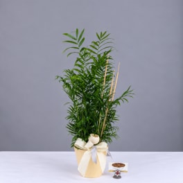 Potted palm plant in a beige decorative container with a ribbon