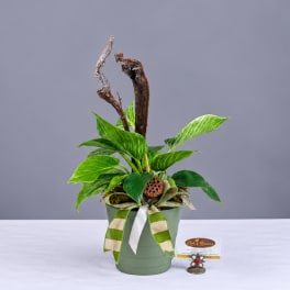 Potted green plant arrangement with striped leaves and decorative branches