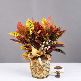 Colorful croton plant arrangement in a woven basket with ribbon
